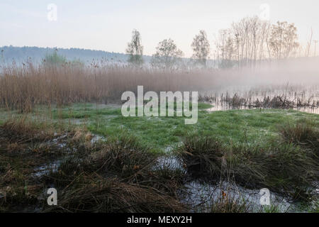 Bog coloré au début de l'aube, le lever du soleil sur le marais, paysage de brouillard épais, campagne Allemagne, Saxe Banque D'Images