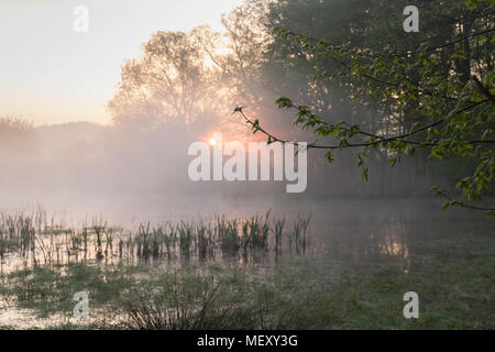 Lever du Soleil sur le lac pittoresque, de la Direction générale avec les jeunes feuilles vertes à l'avant-plan, de brouillard épais, de l'aube Banque D'Images