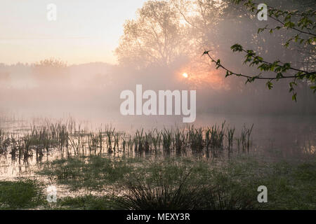 Lever du soleil sur un lac Colorul, Bog, Orange lever de soleil à travers les arbres, l'aube, le printemps Banque D'Images