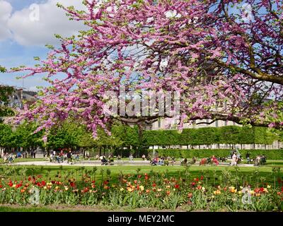 Le printemps dans les jardins des Tuileries avec l'arbre de Judée en fleur, Cercis siliquastrum, et tulipes. Les gens se détendre dans l'arrière-plan. Paris, France Banque D'Images