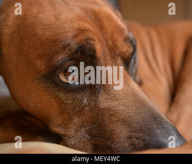 Le Rhodesian Ridgeback dog close up tête sur son lit Banque D'Images