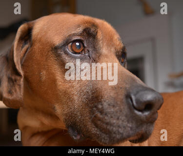 Le Rhodesian Ridgeback dog close up tête sur son lit Banque D'Images