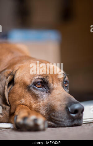 Le Rhodesian Ridgeback dog close up tête sur son lit Banque D'Images