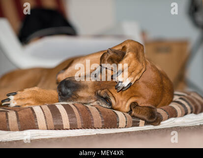 Le Rhodesian Ridgeback chien avec paw sur son oreille sur son lit Banque D'Images