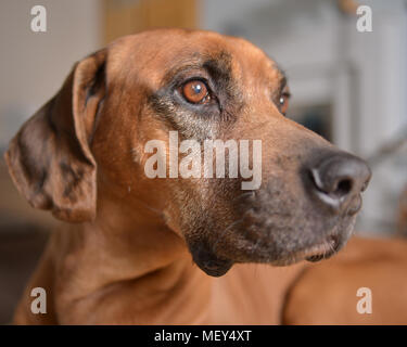 Le Rhodesian Ridgeback dog close up tête sur son lit Banque D'Images