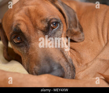 Le Rhodesian Ridgeback dog close up tête sur son lit Banque D'Images