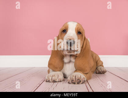 Tan et blanc mignon chiot basset hound couché vu de face et regardant la caméra dans un paramètre de salon rose Banque D'Images