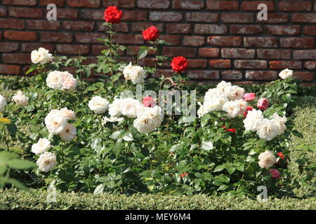 En fleurs buissons roses blanches et rouges dans le jardin Banque D'Images