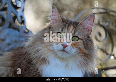 Doux et beau chat norvégien female portrait Banque D'Images