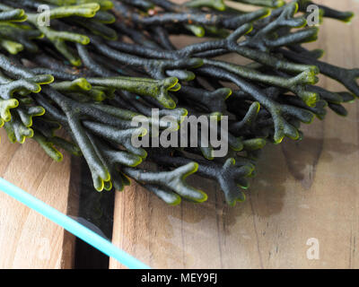 Codium - Velvet horn - Spongeweed. Algues vertes comestibles dans la famille Codiaceae. Nom binomial : Codium tomentosum. Il y a environ 50 espèces worldwi Banque D'Images