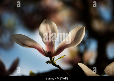 Magnolia, Margaret Street Gardens Thaxted Essex England UK. Avril 2018 Magnolia est une espèce d'environ 210 espèces de plantes à fleurs dans le subf Banque D'Images