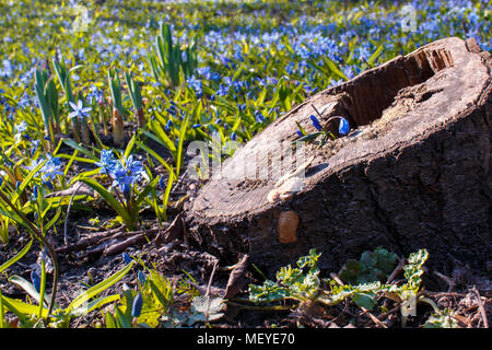 Un peu fleur bleue dans une souche sur un fond de premier printemps fleurs sauvages au cours de la 'golden hour' Banque D'Images