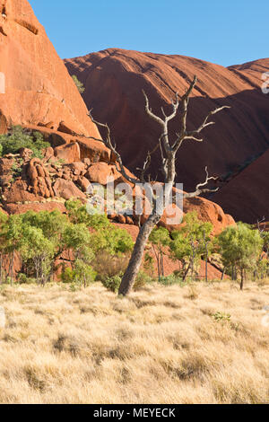 Arbre dénudé à Kuniya. Uluru (Ayers Rock). Uluṟu-Kata Tjuṯa National Park. Territoire du Nord, Australie Banque D'Images