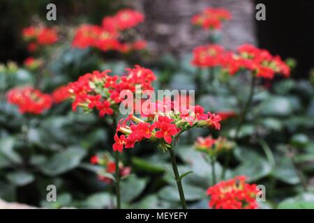 Fleurs kalanchoe rouge Banque D'Images