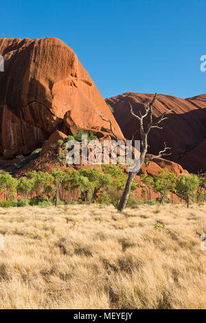 Arbre dénudé à Kuniya. Uluru (Ayers Rock). Uluṟu-Kata Tjuṯa National Park. Territoire du Nord, Australie Banque D'Images