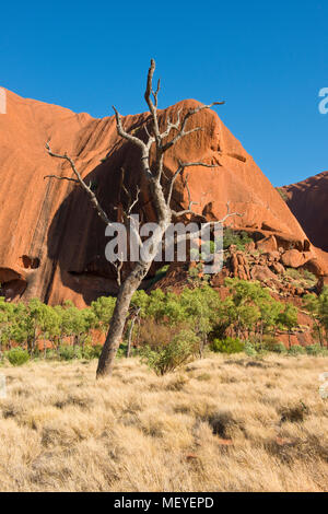 Arbre dénudé à Kuniya. Uluru (Ayers Rock). Uluṟu-Kata Tjuṯa National Park. Territoire du Nord, Australie Banque D'Images