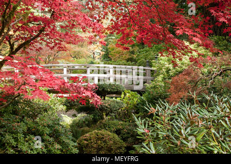 L'automne apporte un changement de couleur rouge vif et érables du Japon à la lune de la zone du pont de jardin étang flânerie à Portland's célèbre thé japonais Ga Banque D'Images