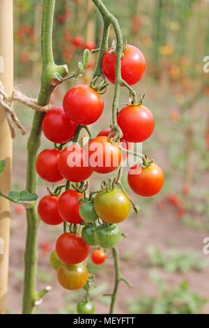 Les tomates vertes en croissance close up Banque D'Images