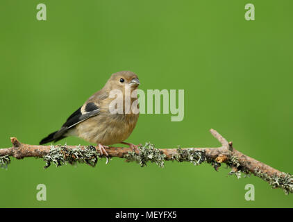 Gros plan d'un Bullfinch juvénile sur une perche, printemps au Royaume-Uni. Banque D'Images