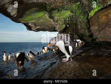 Close up of a southern Rockhopper Penguin prendre douche sous un jet d'eau, îles Falkland. Banque D'Images