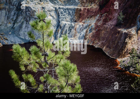 Sur les eaux du pin rouge Banque D'Images