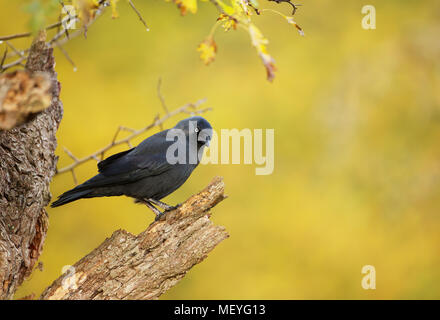 Close up d'un choucas se percher sur un arbre sec contre fond jaune, l'automne au Royaume-Uni. Banque D'Images