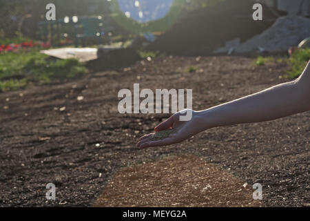 Close-up of a woman's hand shaking semences de graminées. (Shallow DOF) Banque D'Images