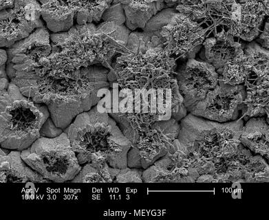 Les caractéristiques morphologiques de la surface intérieure d'une coquille d'oiseaux non identifiés, représentés dans le 307x au microscope électronique à balayage grossie (SEM) de droit, 2005. Image courtoisie Centres for Disease Control (CDC) / Janice Haney Carr, Sandra L. Westmoreland, l'Université du Texas à Arlington. () Banque D'Images