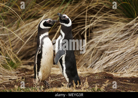 Close up de deux manchots de Magellan adultes dans une parade nuptiale, îles Falkland. Banque D'Images
