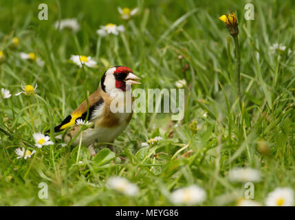 Chardonneret élégant (Carduelis carduelis) dans le pré, l'été en UK. Banque D'Images