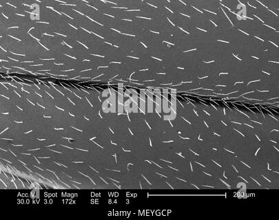 L'ouest de l'abeille (Apis mellifera) décrit dans l'aile 172x au microscope électronique à balayage grossie (SEM) de droit, 2005. Image courtoisie Centres for Disease Control (CDC) / Janice Haney Carr, Connie fleurs, et Jean Brodeur de l'International Bee Research Association, l'IBRA. () Banque D'Images