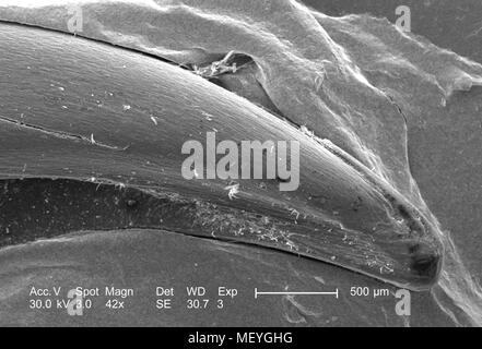 Caractéristiques morphologiques du chat domestique (Felis domesticus) pinces à griffes acérées, révélé dans le faible grossissement au microscope électronique à balayage (MEB) de droit, 2005. Image courtoisie Centres for Disease Control (CDC) / Janice Haney Carr. () Banque D'Images