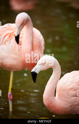 Atlanta capitale de l'état américain de Géorgie, le Zoo d'Atlanta parc zoologique de flamants roses flamants roses dans l'eau ou Banque D'Images