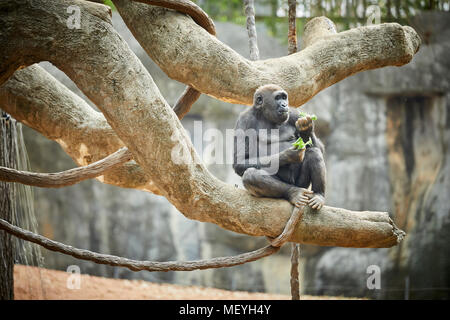 Atlanta capitale de l'état américain de Géorgie, le Zoo d'Atlanta parc zoologique gorille de plaine de l'ouest du marais de plaine en Afrique centrale Banque D'Images