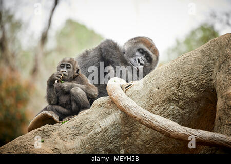 Atlanta capitale de l'état américain de Géorgie, le Zoo d'Atlanta parc zoologique gorille de plaine de l'ouest du marais de plaine en Afrique centrale Banque D'Images