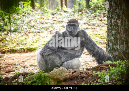 Atlanta capitale de l'état américain de Géorgie, le Zoo d'Atlanta parc zoologique gorille de plaine de l'ouest du marais de plaine en Afrique centrale Banque D'Images