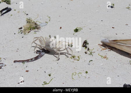 Petit crabe fantôme blanc sur la plage de sable blanc. Ocypode pallidula de soleil. Banque D'Images