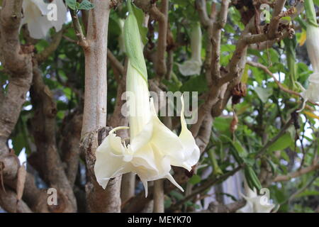 Brugmansia Arborea blanche fleur ou Angel's Trumpet hanging from tree. Waiheki Island, en Nouvelle-Zélande. Banque D'Images