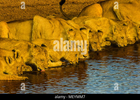 La fierté du Lion, petits et adultes, à partir d'un point d'eau potable du parc national de Serengeti, Tanzanie. Lion population dans toute l'Afrique a chuté de Banque D'Images