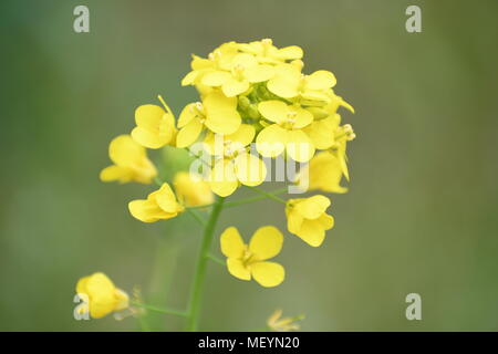Grappe de petites fleurs jaunes pousse dans un jardin envahi par la Banque D'Images