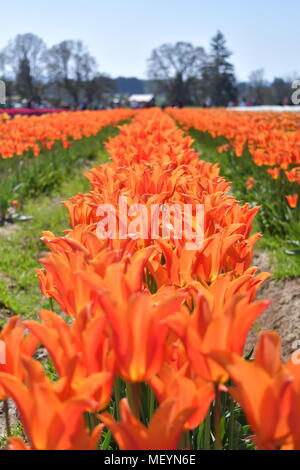 Tulipes orange vif à spike en rangs à la chaussure en bois Tulip Festival à Woodburn Oregon Banque D'Images