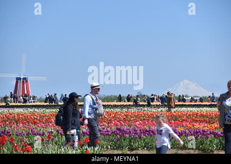 Mount Hood et un moulin à vent à l'arrière-plan comme la foule profiter les champs de tulipes à la chaussure en bois Tulip Festival à Woodburn Oregon Banque D'Images