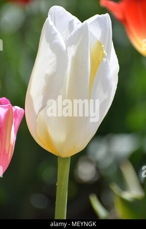 Le dirigeant d'une tulipe blanche dans une mer de couleur au Festival des tulipes de sabots de bois dans la région de Woodburn Oregon Banque D'Images