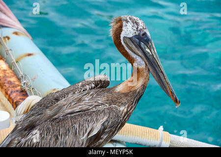Les jeunes sur une clôture rouillée pelican. Banque D'Images
