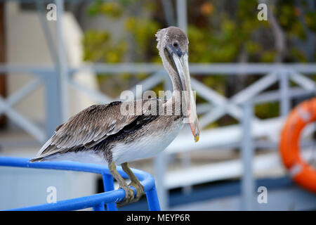 Pelican solitaire sur un mur bleu. Banque D'Images