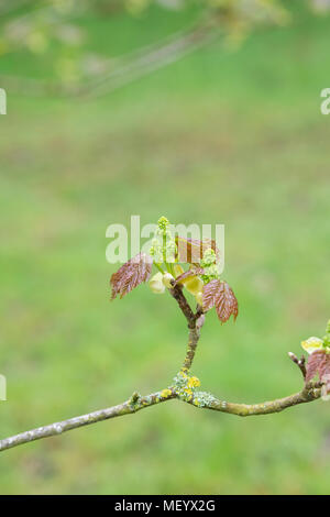 L'Acer velutinum érable érable persan / velours feuilles et fleurs au début du printemps. UK Banque D'Images