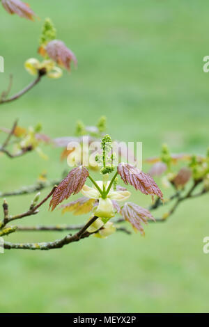 L'Acer velutinum érable érable persan / velours feuilles et fleurs au début du printemps. UK Banque D'Images