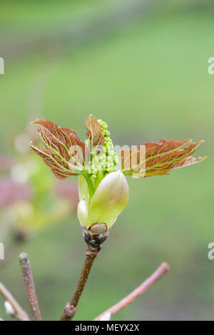 L'Acer velutinum érable érable persan / velours feuilles et fleurs au début du printemps. UK Banque D'Images