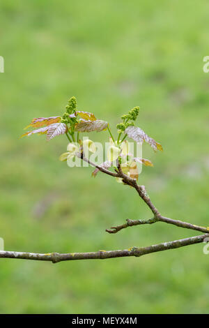 L'Acer velutinum érable érable persan / velours feuilles et fleurs au début du printemps. UK Banque D'Images