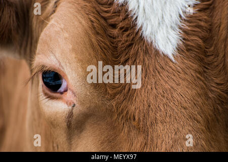 Les deux vaches, Guernesey et d'or rouge (marron). Adulte et close up. Banque D'Images